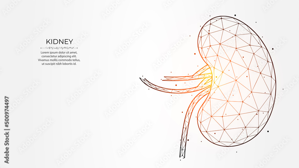 Abstract polygonal vector illustration of human kidneys on a light ...