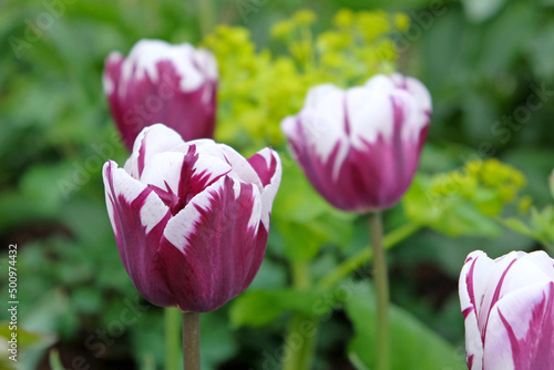 Tulip   Rems Favourite   in flower.