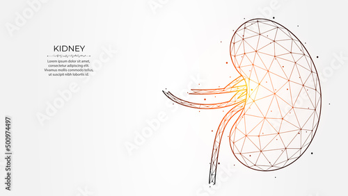 Abstract polygonal vector illustration of human kidneys on a light background. Internal organ low poly design. Nephrology banner, template or background.