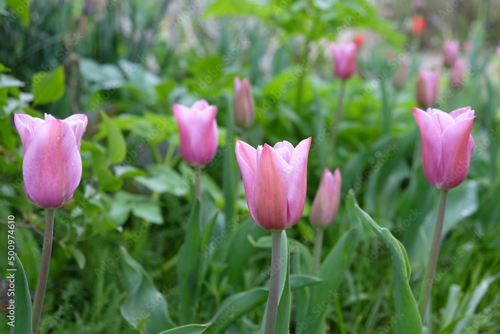 Tulip 'Mistress Mystic' in flower.