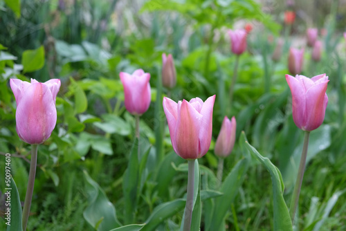 Tulip  Mistress Mystic  in flower.