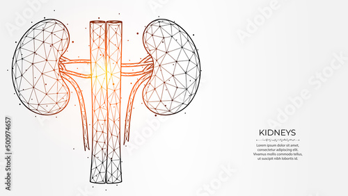 Abstract polygonal vector illustration of human kidneys on a light background. Internal organ low poly design. Nephrology medical banner, template or background. photo