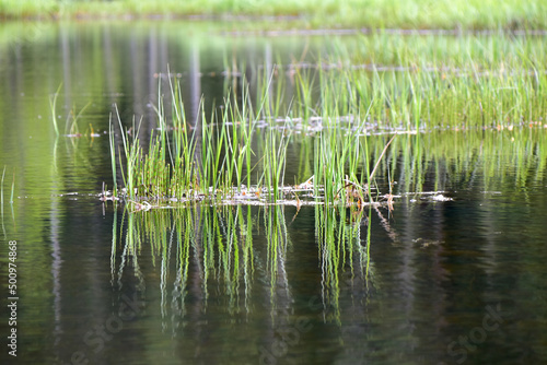 grass in the water reflection