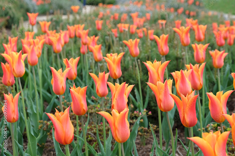 Lily flowered tulips 'ballerina' in flower Lily flowered tulips 'ballerina' in flower