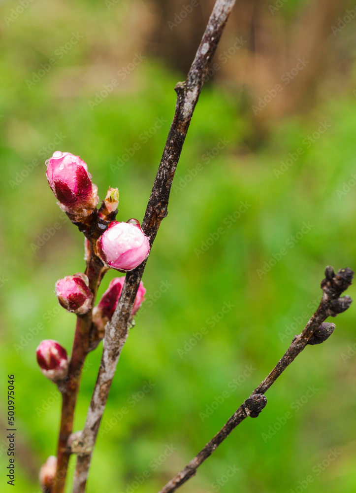 Tree branches with beautiful tiny flowers. Apricot blossoms plenitude. Beautiful floral image of spring nature. Selective focus. Close-up and blur. Vertical. Tree branches with beautiful tiny flowers. Apricot blossoms plenitude. Beautiful floral image of spring nature. Selective focus. Close-up and blur. Vertical.