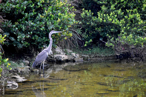 Great blue heron in the Everglades