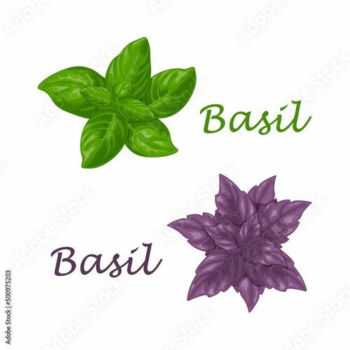 Basil. Green and purple basil leaves. A fragrant herb for seasoning. Vector illustration isolated on a white background