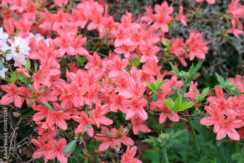 Salmon pink Rhododendron  squirrel  in flower