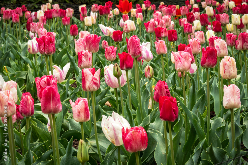 Mixed display of tulips flowering in a garden