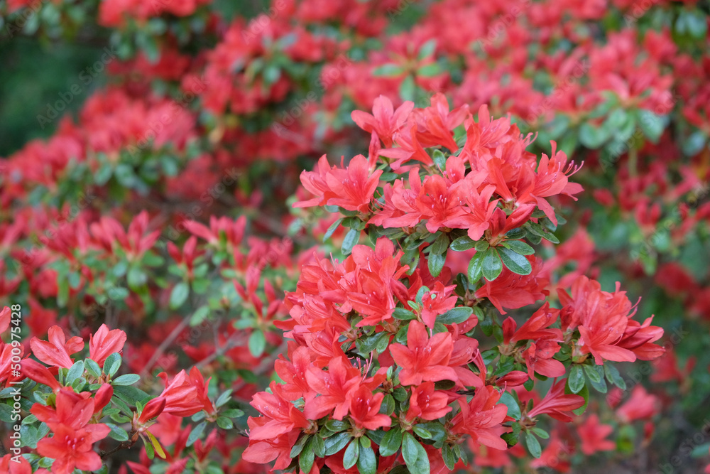 Red Rhododendron ÔRusticaÕ in flower