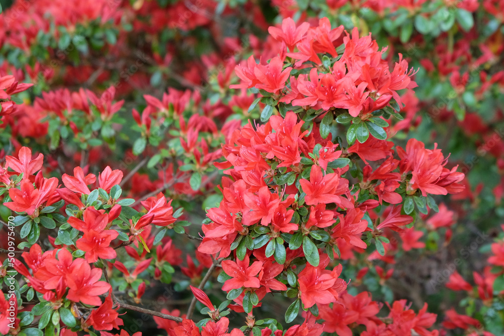 Red Rhododendron 'Rustica' in flower
