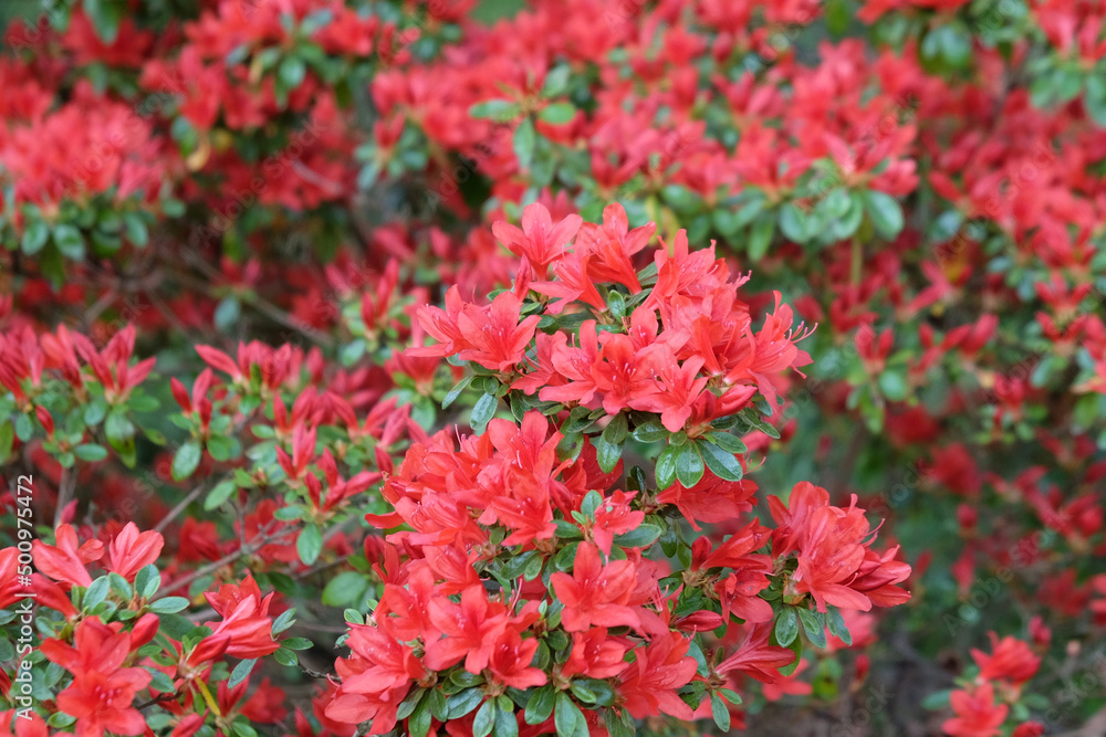 Red Rhododendron ÔRusticaÕ in flower