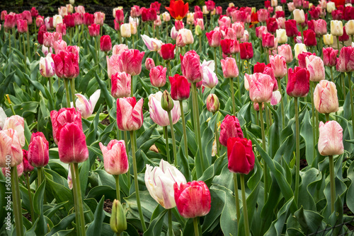 Mixed display of tulips flowering in a garden