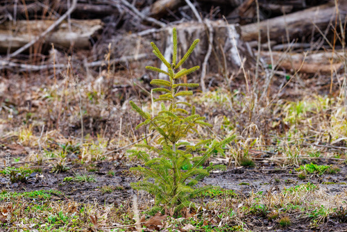 Young spruce tree sapling planted and growing in a clear-cut forest during early spring. Selective focus, background blur and foreground blur. 