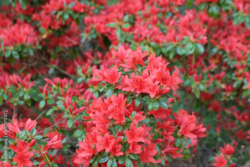 Red Rhododendron ÔRusticaÕ in flower © Alexandra