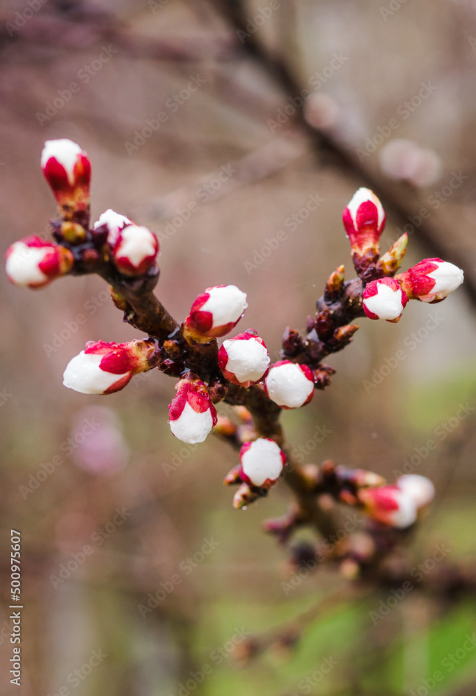 Tree branches with beautiful tiny flowers. Apple blossoms plenitude. Beautiful floral image of spring nature. Vertical. Tree branches with beautiful tiny flowers. Apple blossoms plenitude. Beautiful floral image of spring nature. Vertical.