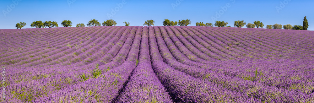 Fototapeta premium Lavender fields in Valensole Plateau. Panoramic view of Provence in Summer. Alpes-de-Haute-Provence, French Alps, France
