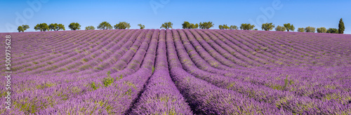 Lavender fields in Valensole Plateau. Panoramic view of Provence in Summer. Alpes-de-Haute-Provence, French Alps, France