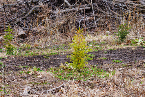 Young spruce tree sapling planted and growing in a clear-cut forest during early spring. Selective focus, background blur and foreground blur.
