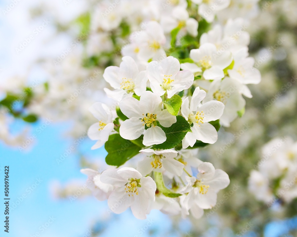 flowering branch on a tree against the blue sky