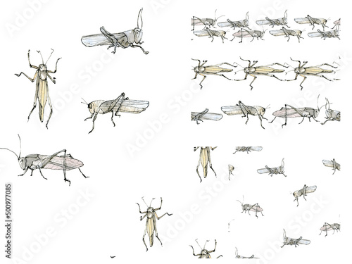Watercolor illustration grasshoppers (locusts) set, a muted color sketch isolated on a white background. Elegant insects drawn by hand with ink.