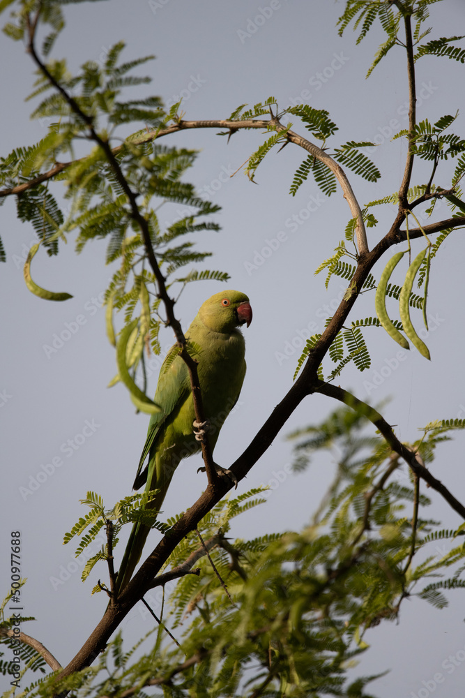 Moment of tenderness between a pair of rose-ringed parrots Moment of tenderness between a pair of rose-ringed parrots