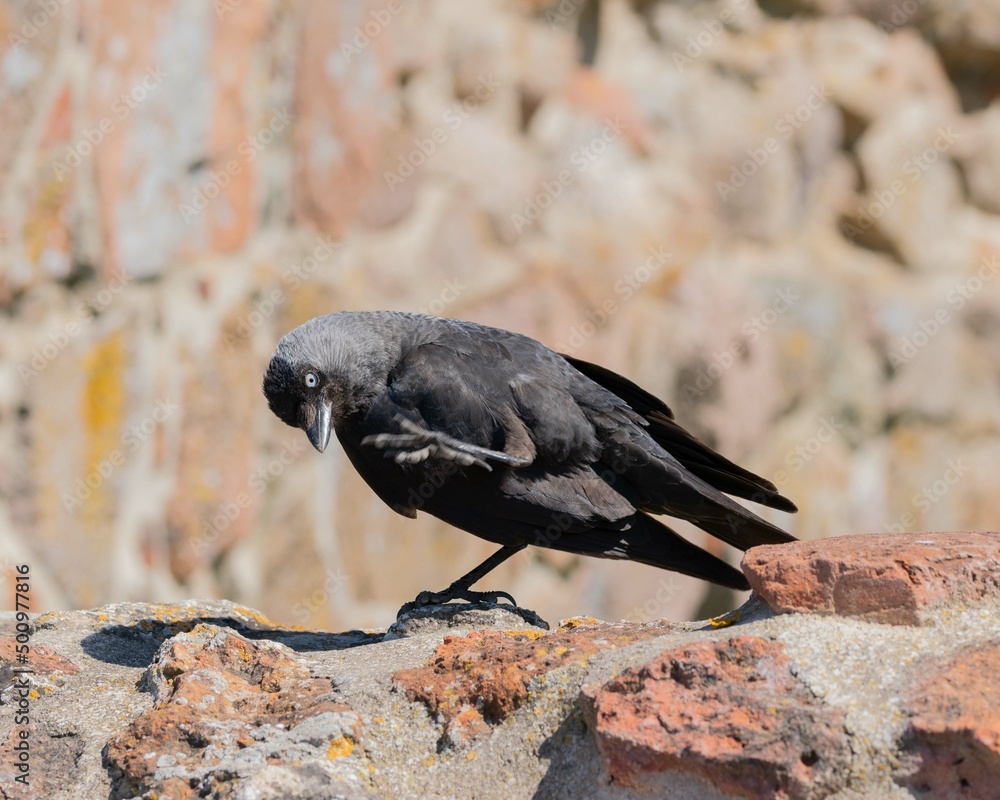 Fototapeta premium Bird showing its little feet