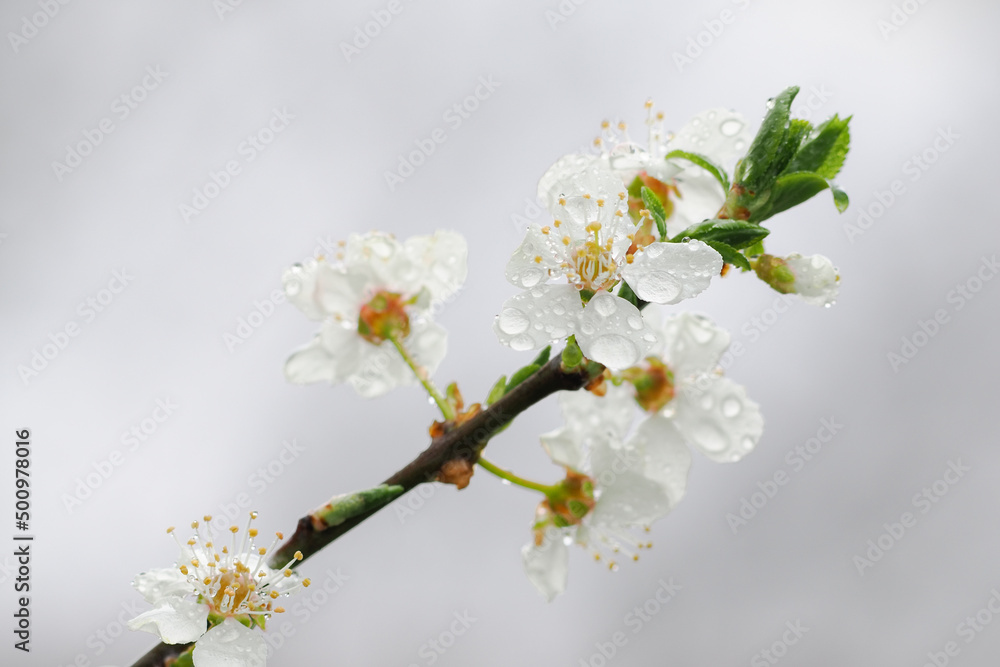 White plum blossoms with raindrops. White plum blossoms with raindrops.
