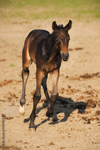 A young brown horse running on the dirt.