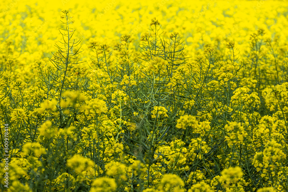 rapeseed fields during flowering time in spring in the Emporda area in Girona Catalonia rapeseed fields during flowering time in spring in the Emporda area in Girona Catalonia