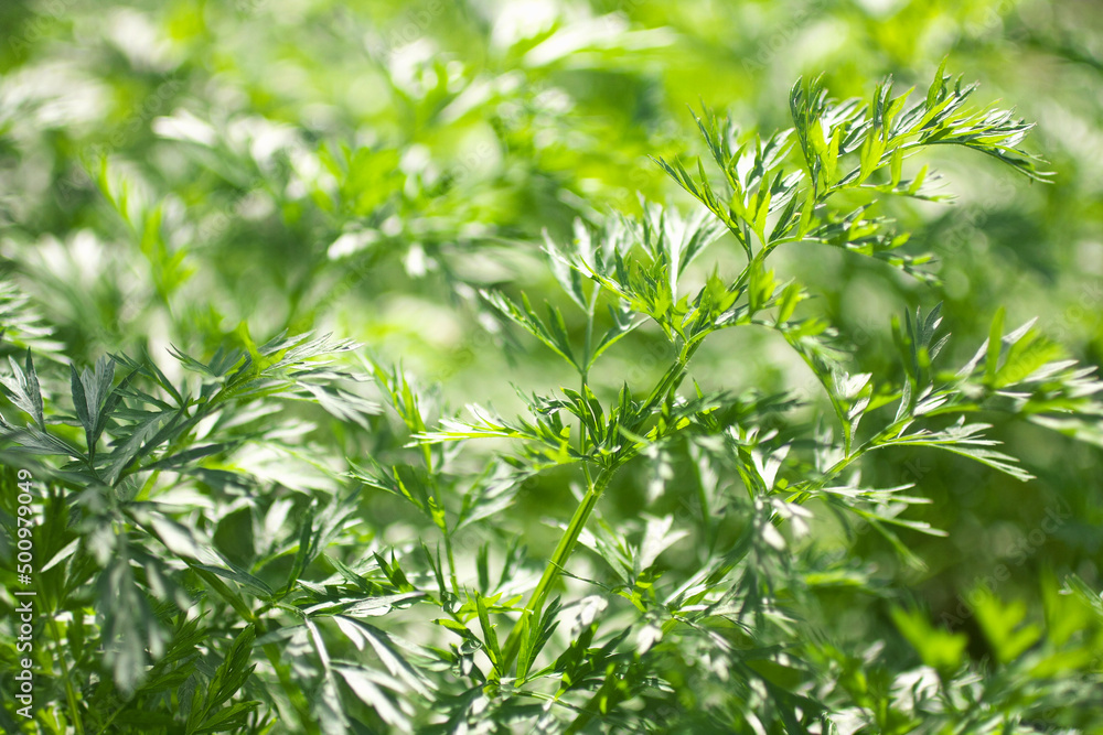 Fresh green carrot leaves in a sunlight in a garden. Agriculture, growing vegetables, planting Fresh green carrot leaves in a sunlight in a garden. Agriculture, growing vegetables, planting