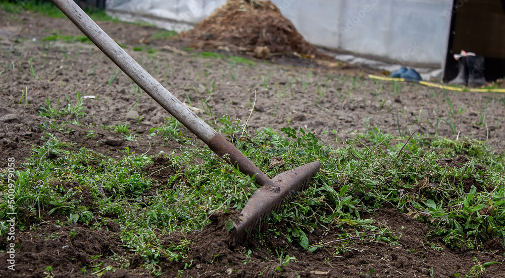 a man cleans weeds in the garden. Spring cleaning on the farm. a man cleans weeds in the garden. Spring cleaning on the farm.