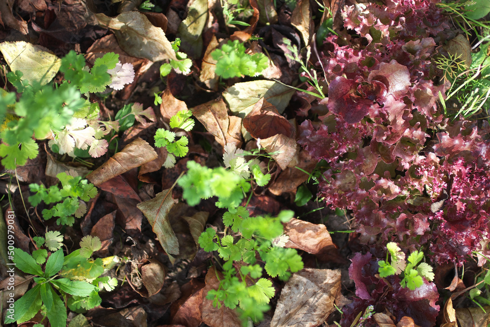 Purple curly salad with fresh green coriander leaves growing in a garden. Vegetables and spicy herbs. Harvest season Purple curly salad with fresh green coriander leaves growing in a garden. Vegetables and spicy herbs. Harvest season