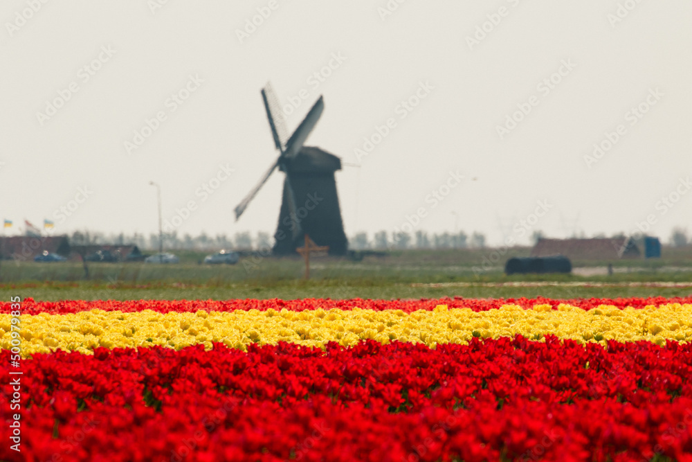 Tulpenfeld bei Alkmaar mit Windmühle