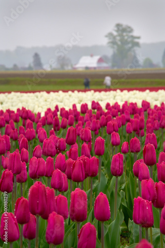 Deep Red Skagit Valley Tulips. A field of colorful tulips in the Skagit Valley  Washington State.  