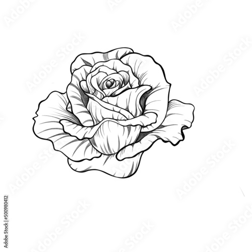 detailed sketch of rose flower with leaves. botanical sketch rose tattoo.