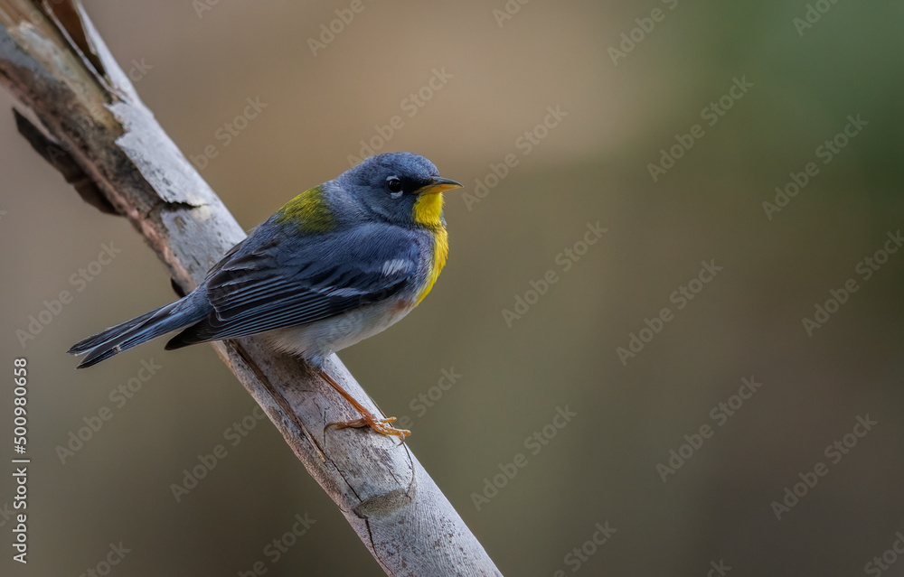 Northern parula in Florida 