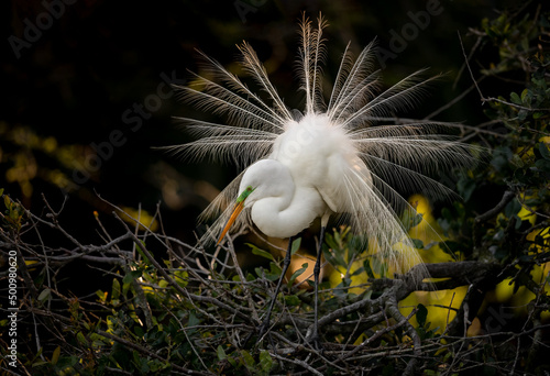 Фотография A great egret in breeding plumage