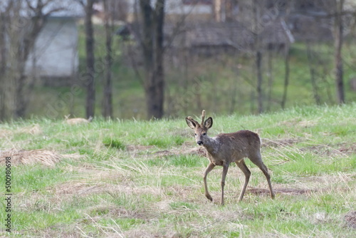 Fototapeta Naklejka Na Ścianę i Meble -  sarna