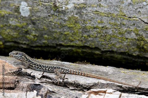 Lézard des murailles