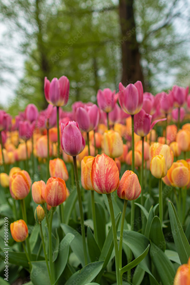 Tulpenmeer im Keukenhof, Tulpen Tulpenmeer im Keukenhof, Tulpen