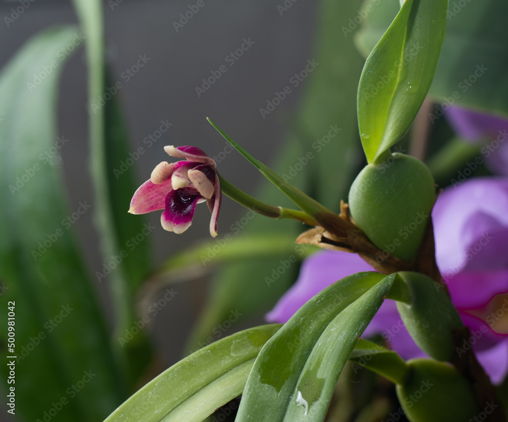Mini orchid pink, purple yellow. Dwarf small size. Orchids flower bud. Rare variety spotted multi-colored. Mini orchid pink, purple yellow. Dwarf small size. Orchids flower bud. Rare variety spotted multi-colored.
