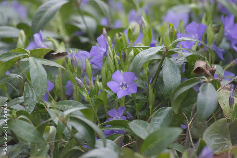 Obraz premium kwiaty wiosenne