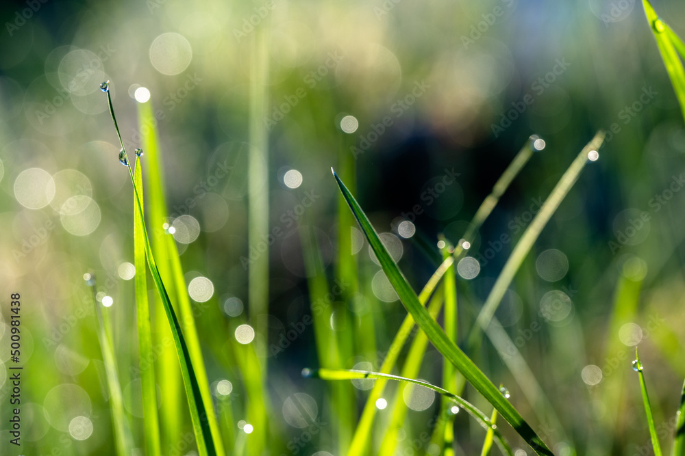 Fototapeta premium Bezaubernder Morgenstimmung auf einer Wiese. Die Nacht war frostig, eisig kalt: In der Sonne glitzern und funkeln tausende Wassertropfen als Morgentau auf Grashalmen. Eine schöne Makroaufnahme.