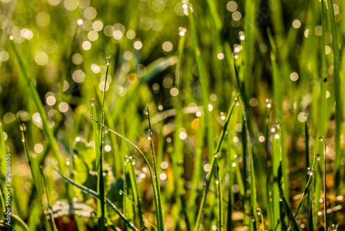 Bezaubernder Morgenstimmung auf einer Wiese. Die Nacht war frostig, eisig kalt: In der Sonne glitzern und funkeln tausende Wassertropfen als Morgentau auf Grashalmen. Eine schöne Makroaufnahme.