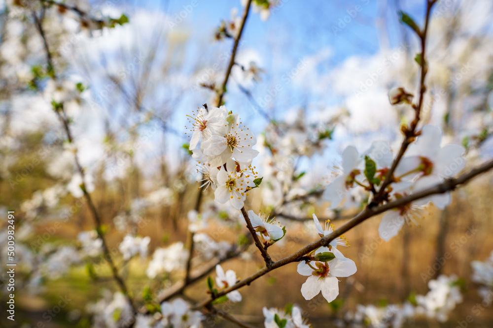 Apple branch with white flowers
