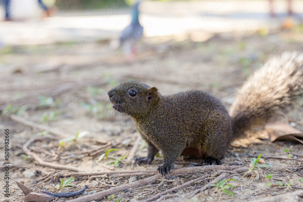 Adorable grey squirrel in the park Adorable grey squirrel in the park