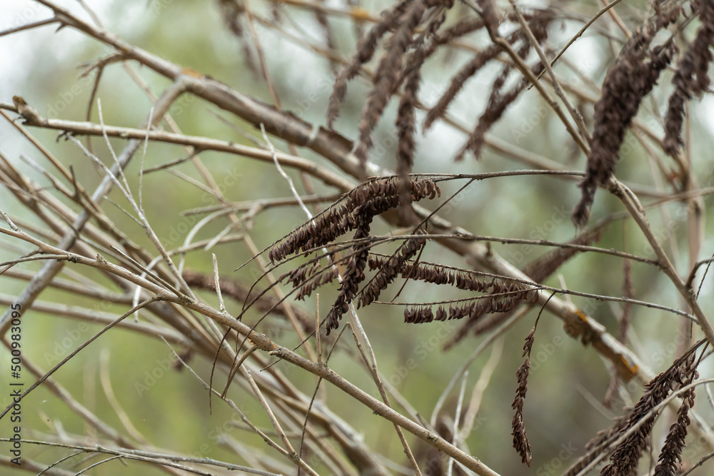 Сlose-up of branches with dry seeds. Beautiful fairy brown grains hang on trees. Beauty in nature. Soft selective focus and blurred background. Сlose-up of branches with dry seeds. Beautiful fairy brown grains hang on trees. Beauty in nature. Soft selective focus and blurred background.