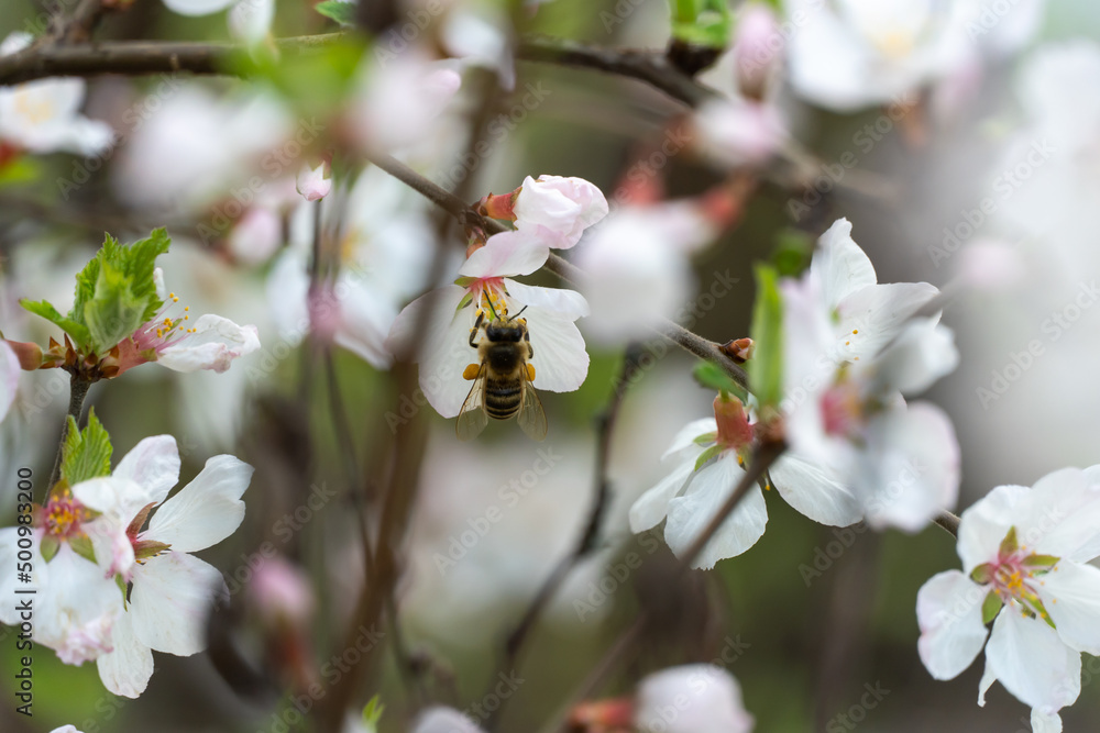Honey bee on cherry blossoms in spring season in the garden. Insect collect nectar and spread pollen. Apiculture. Branches of white flowers and young green leaves on fruit tree in sunny day. Honey bee on cherry blossoms in spring season in the garden. Insect collect nectar and spread pollen. Apiculture. Branches of white flowers and young green leaves on fruit tree in sunny day.
