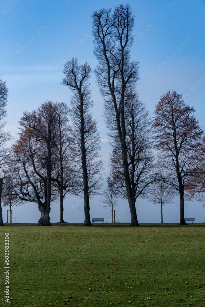 Obraz premium Bäume